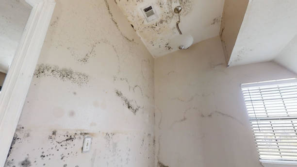 Uvalde Estates, TX Mold Removal Company