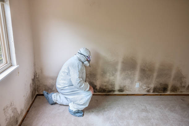 Best Commercial Mold Inspection  in Uvalde Estates, TX