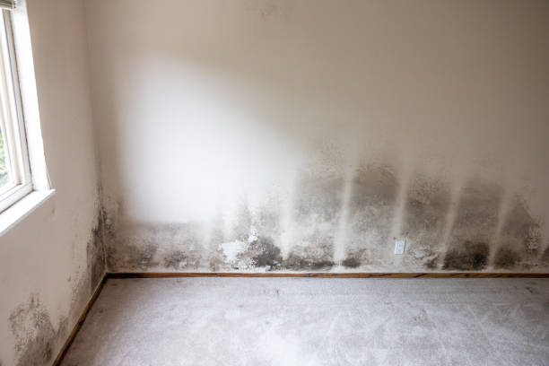 Best Mold-Related Health Consultation  in Uvalde Estates, TX
