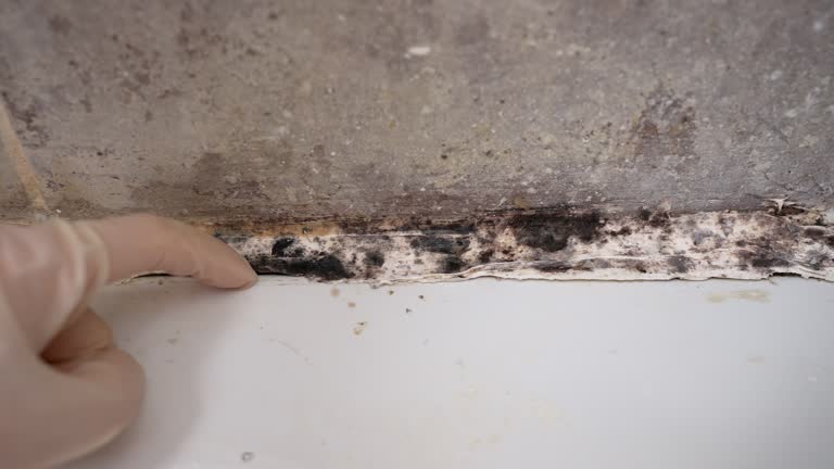 Best Crawl Space Mold Remediation  in Uvalde Estates, TX
